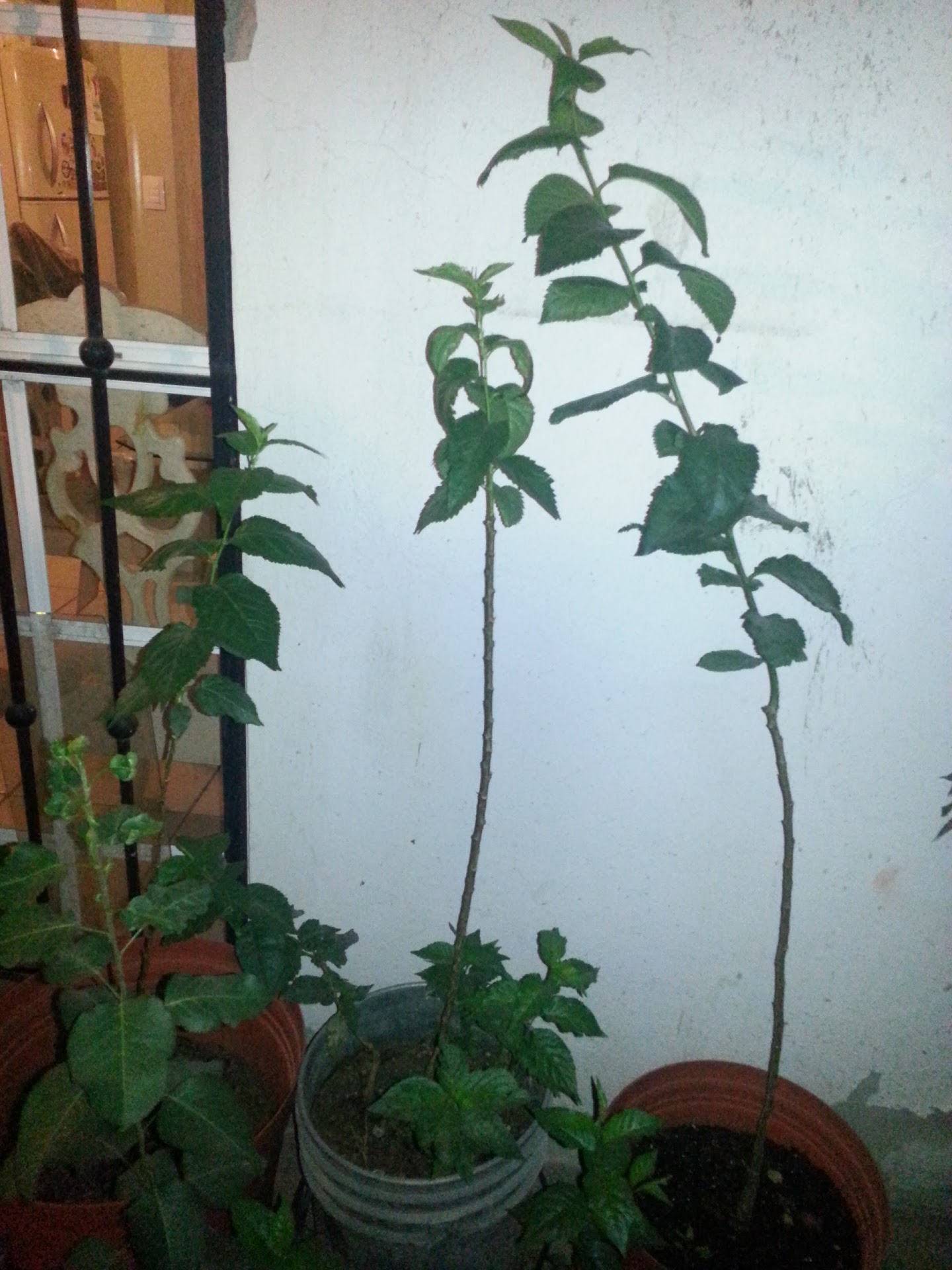 20130513_015244.jpg