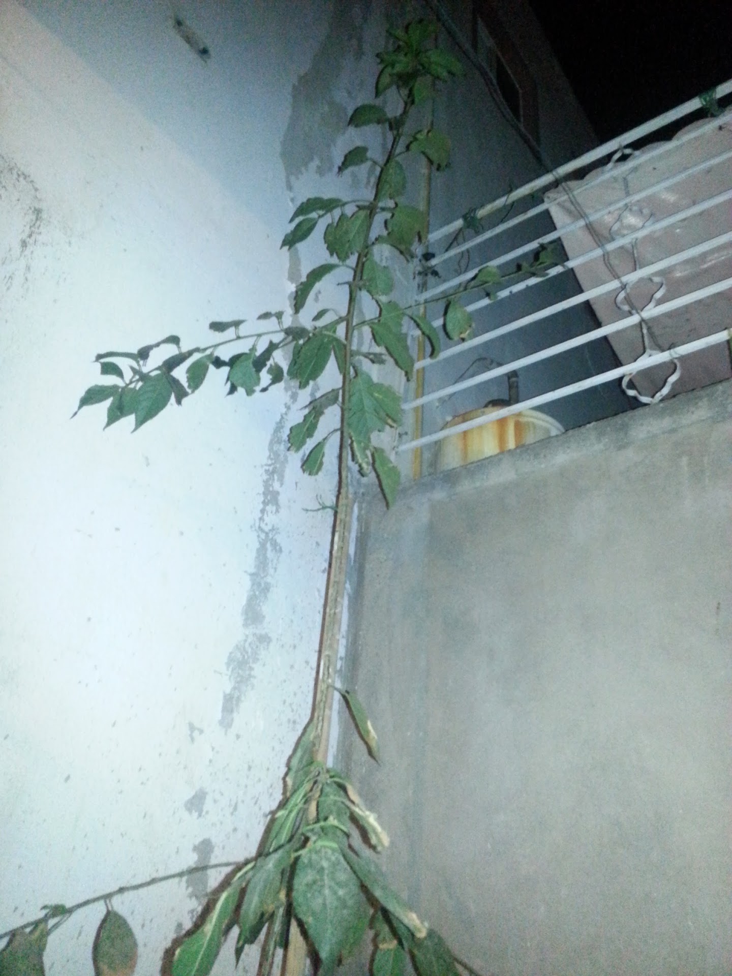 20130513_015300.jpg