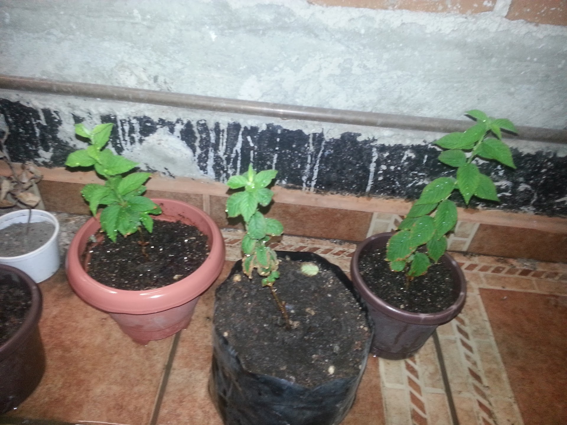 20130513_020319.jpg