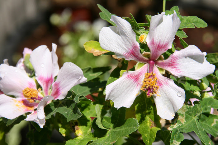 20130517_1.JPG