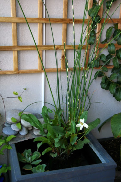 20130517_10.JPG