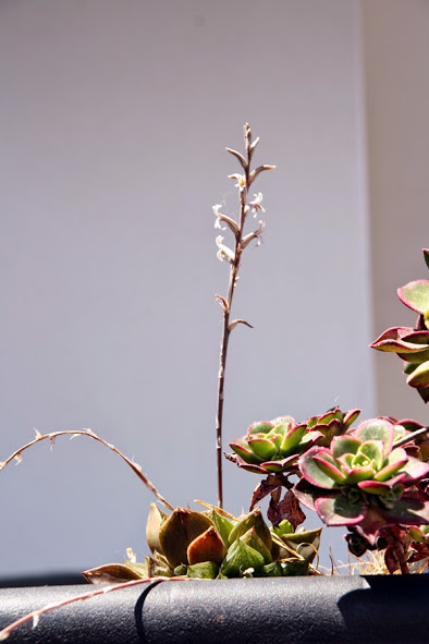 20130517_16.JPG