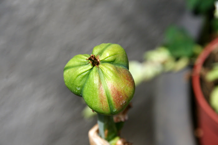 20130517_4.JPG