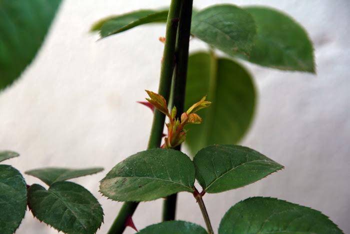 20130517_8.JPG