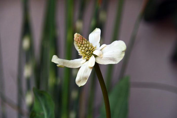 20130517_9.JPG