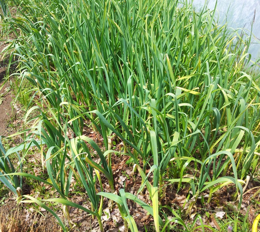 20130519_131611.jpg