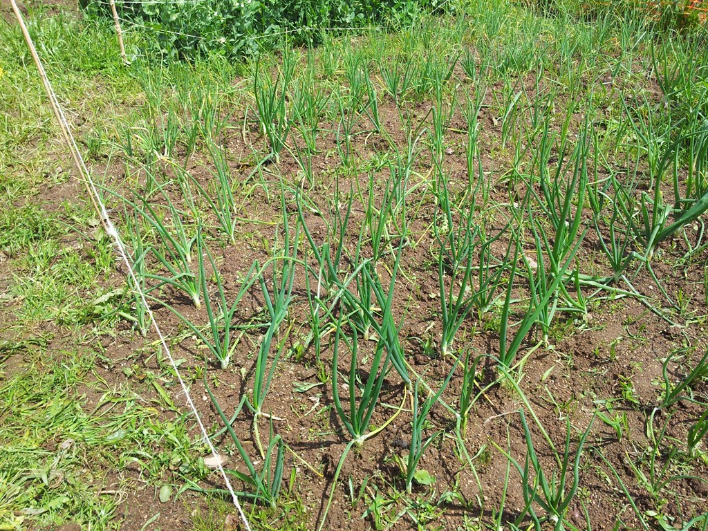 20130519_131635.jpg