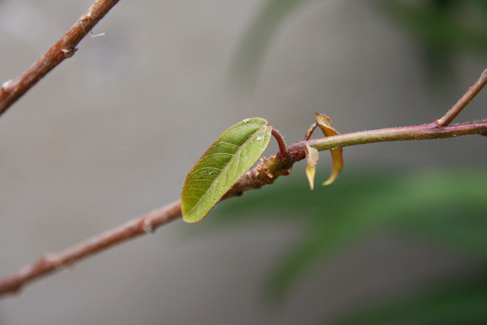20130526_87.JPG