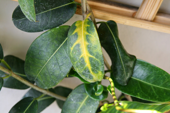 20130601_5.JPG