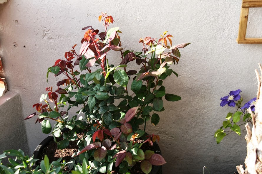 20130601_6.JPG
