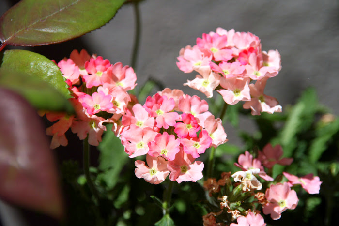 20130610_15.JPG