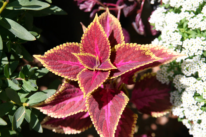 20130610_17.JPG