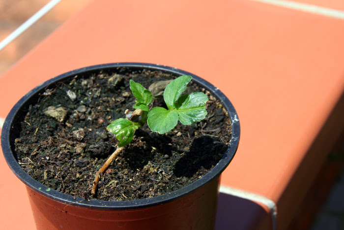 20130610_18.JPG