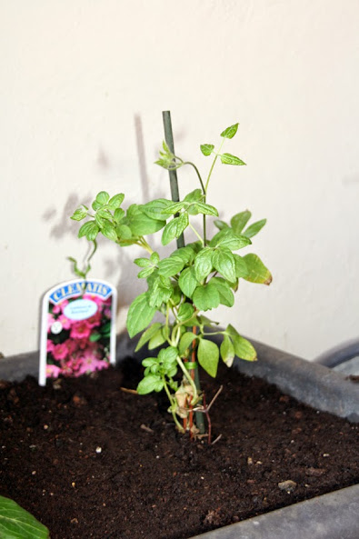 20130610_19.JPG