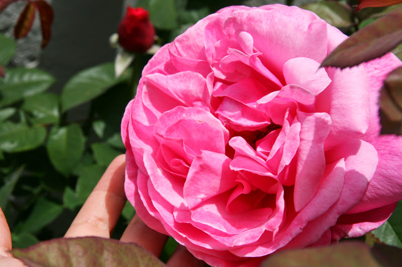 20130703_4.JPG