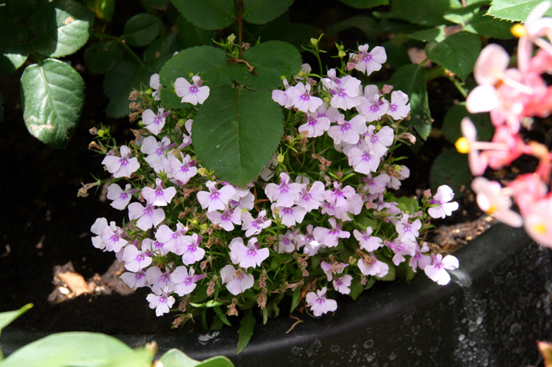 20130703_5.JPG
