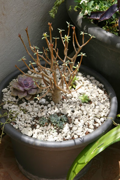 20130703_7.JPG
