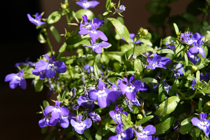 20130713_3.JPG