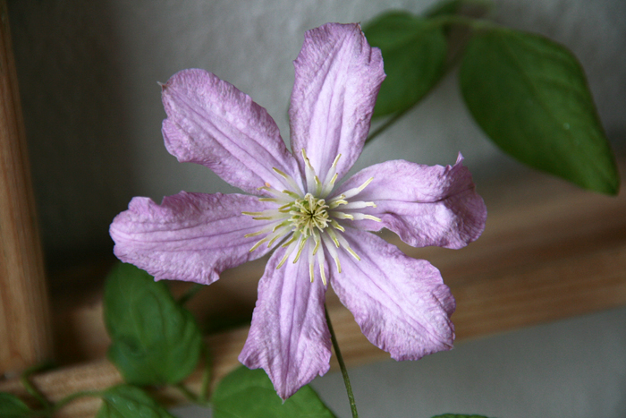 20130723_10.JPG
