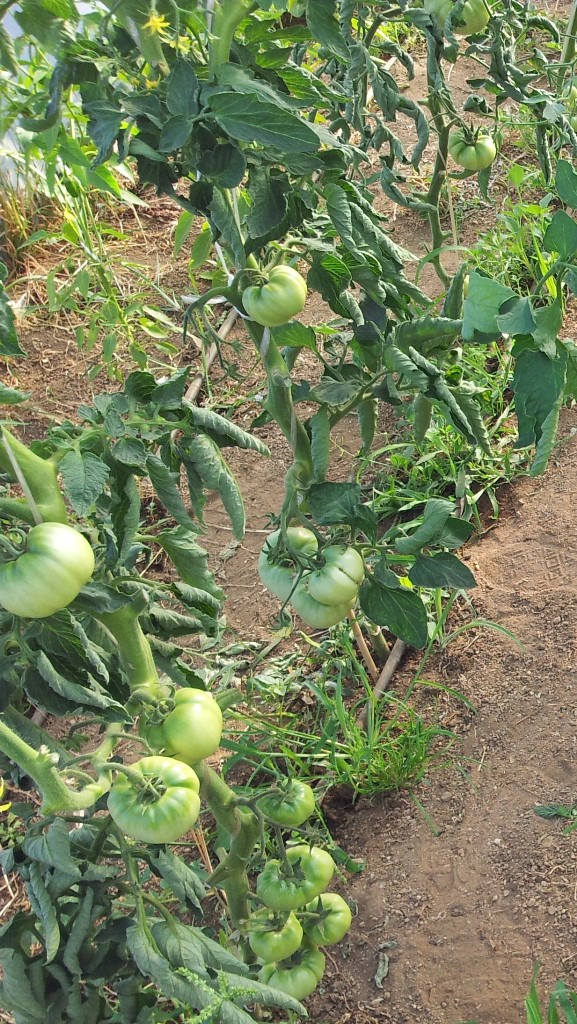 20130723_193040.jpg