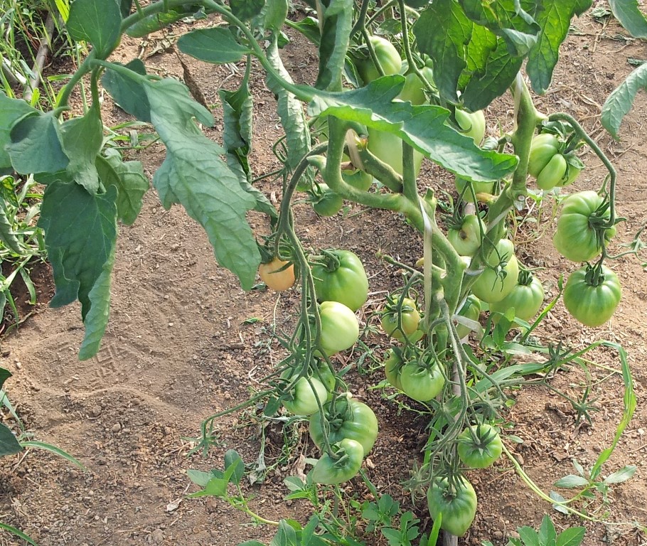 20130723_193050.jpg