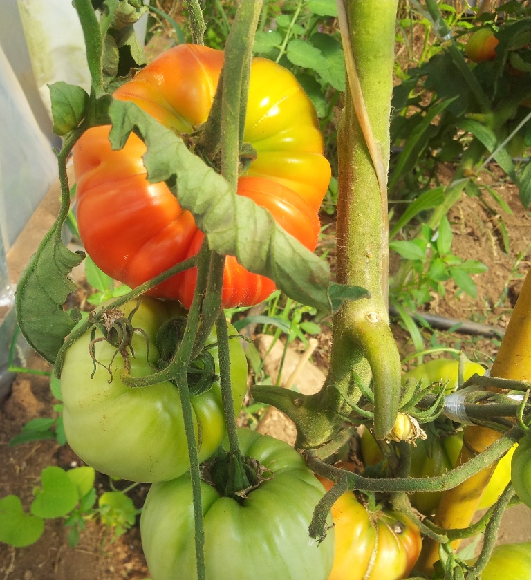 20130730_120501.jpg