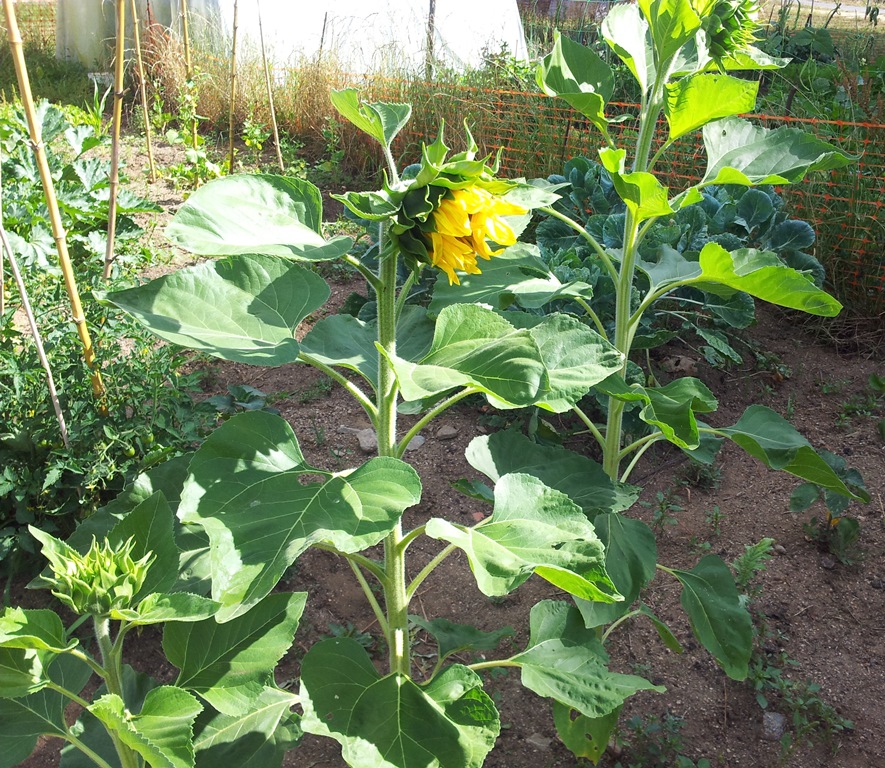 20130803_110816.jpg