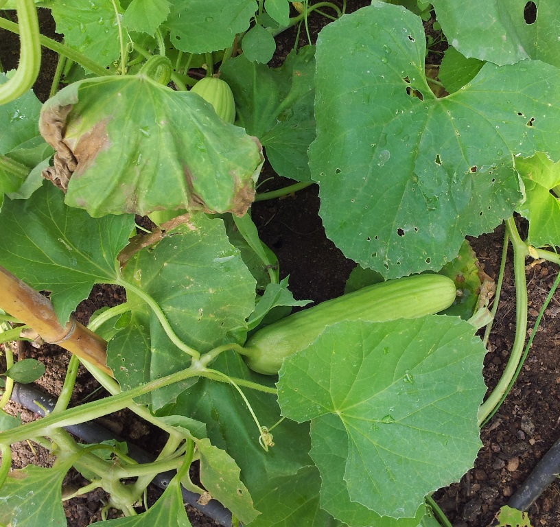 20130819_122507.jpg