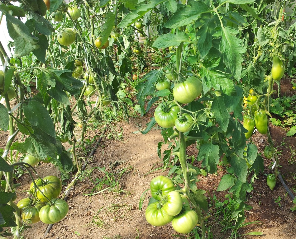 20130819_122519.jpg