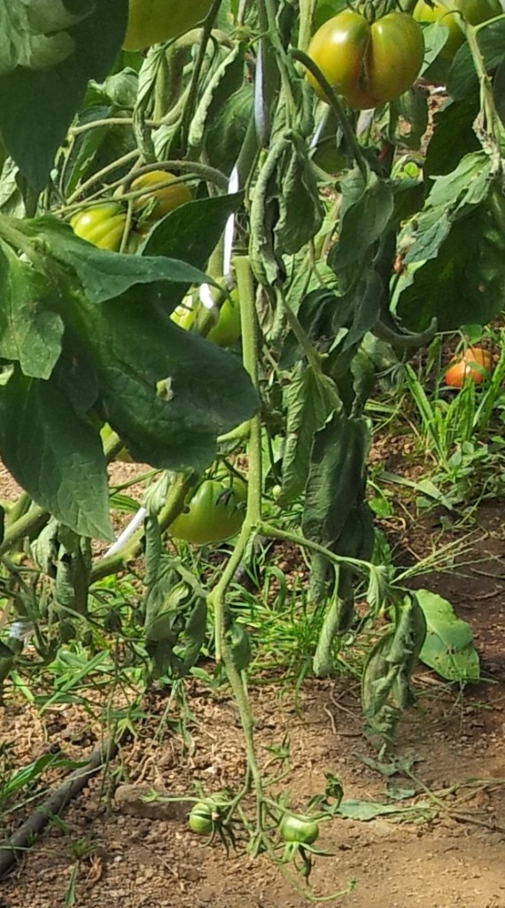 20130819_122524.jpg
