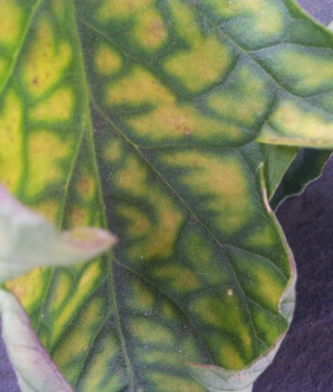20130825_113513.jpg