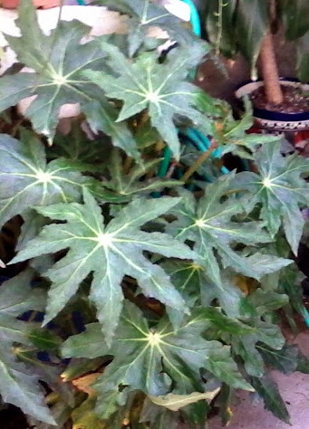 20131006_152428.jpg