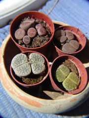 201376405_29c30154e6_m.jpg