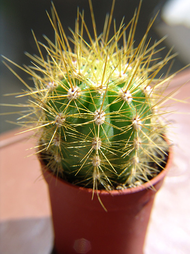 201389088_d7cbbbfe59.jpg