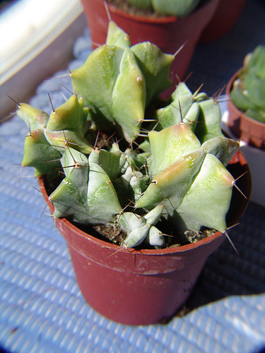 201390923_ac12b34837.jpg