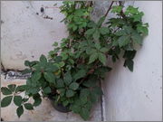 2013_08_28_17_24_38.jpg