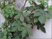 2013_08_28_17_24_49.jpg