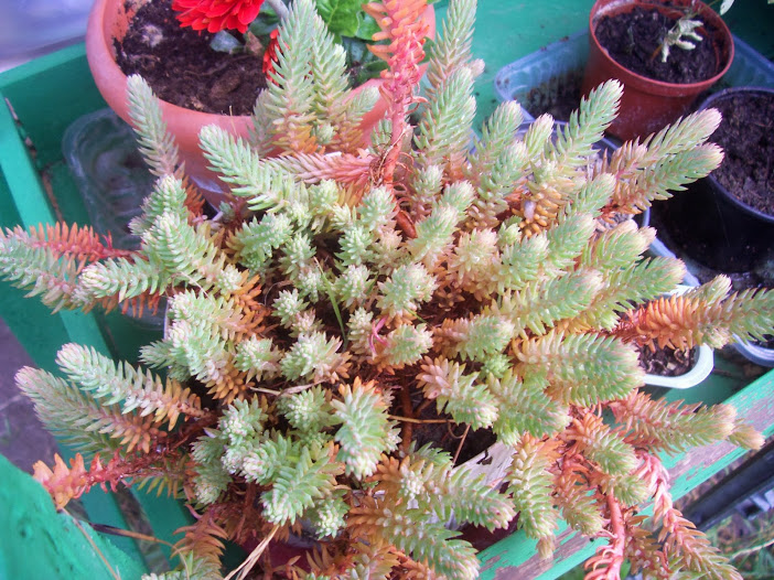 2013flores+015.jpg