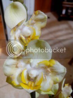 2014-02-06205924_zpsddafcd3e.jpg