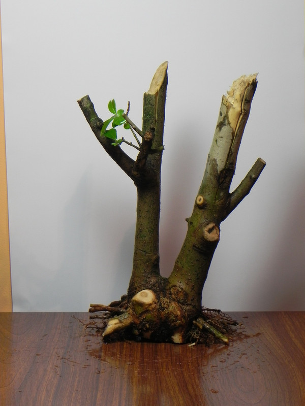 2014-02-19_00.20.12_redimensionar.jpg