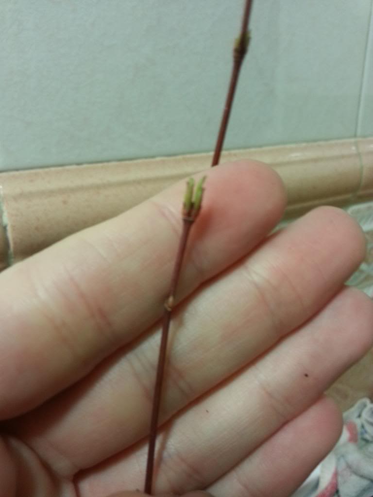 2014-02-28192221.jpg
