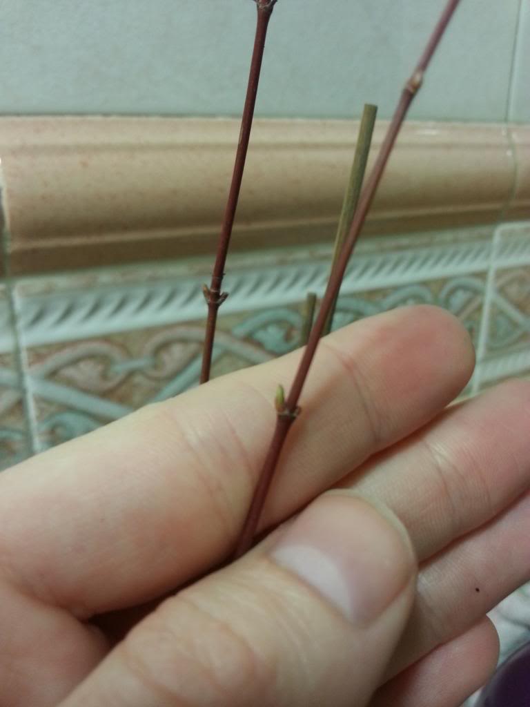 2014-02-28192237.jpg