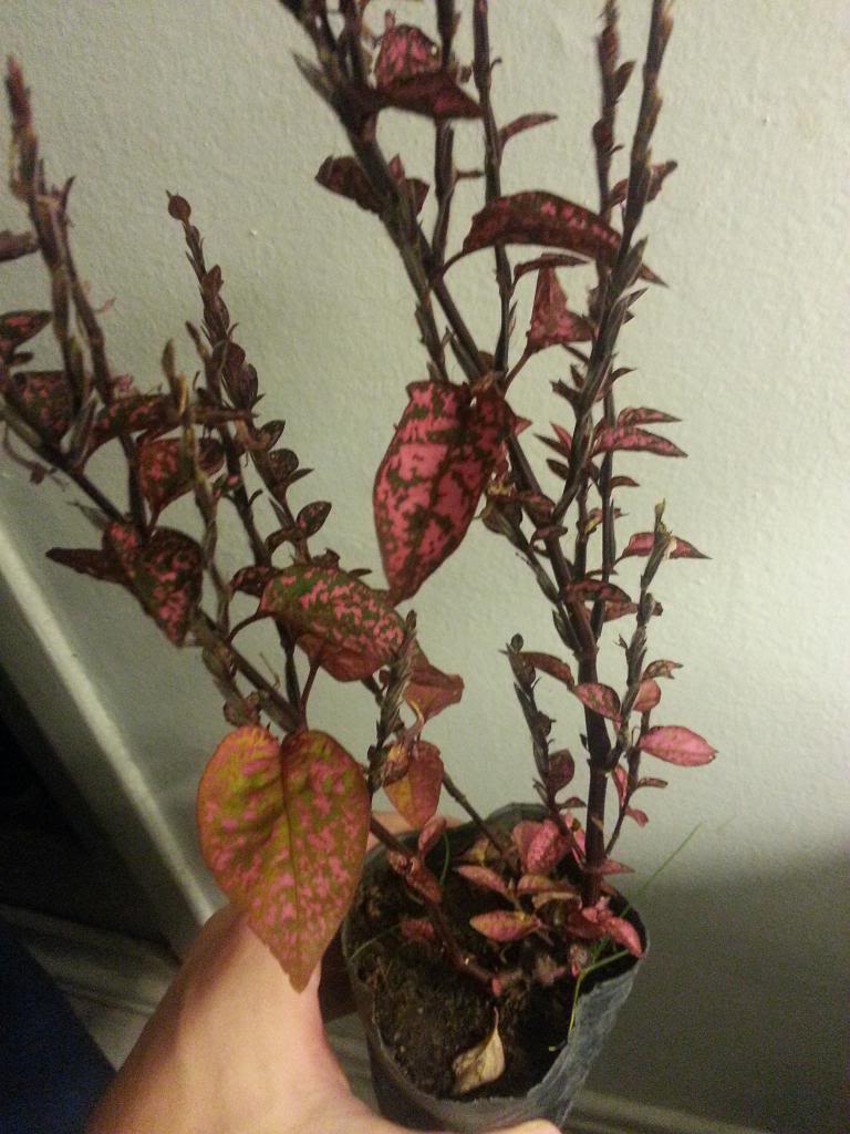 2014-04-21212625.jpg