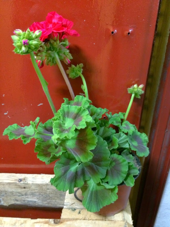 2014-04-25+17.45.24.jpg