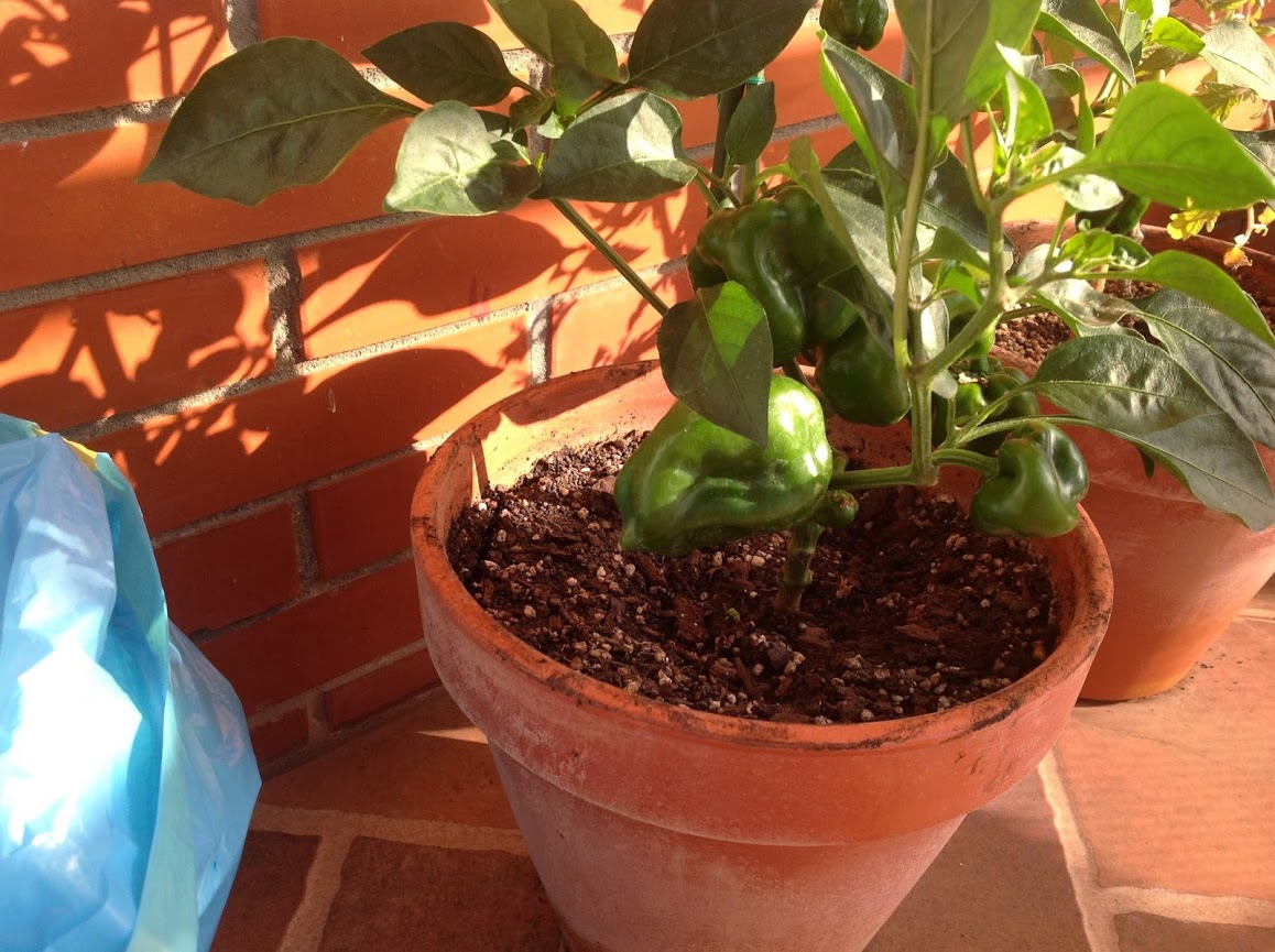 2014-05-24+09.11.47.jpg