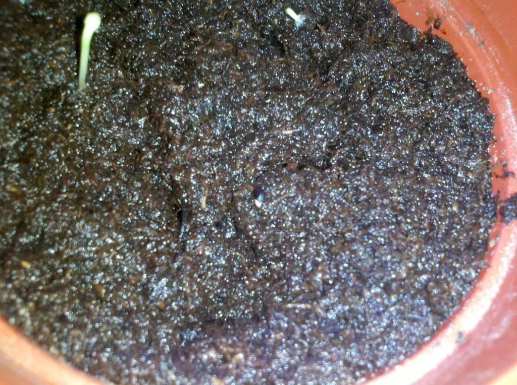 2014-06-10_18-17-15_871_zpsdc12672e.jpg