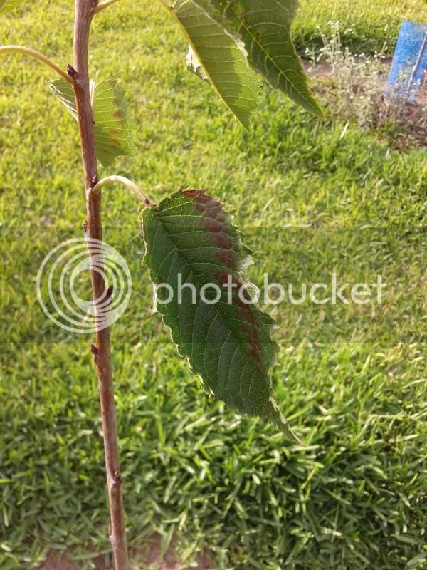 2014-07-24194401_zpsbc308d13.jpg