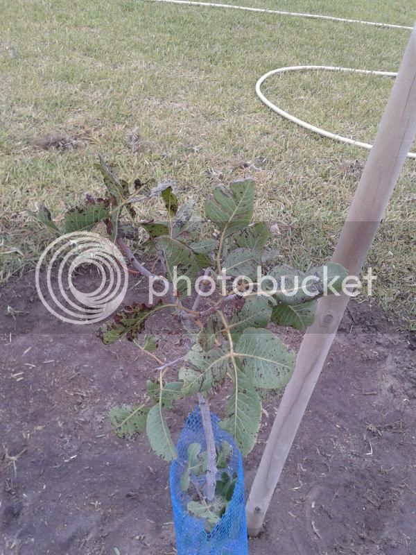 2014-07-27082449_zps985a5ea2.jpg
