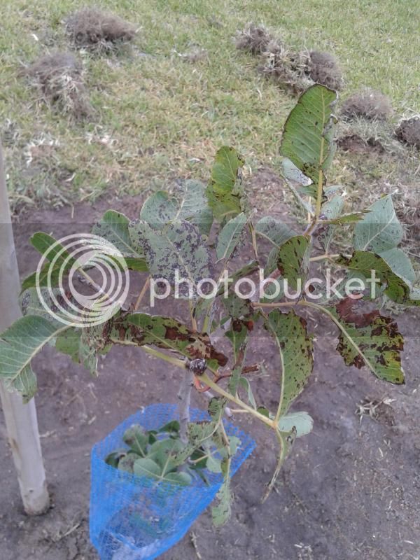 2014-07-27082503_zps05a0ec4b.jpg