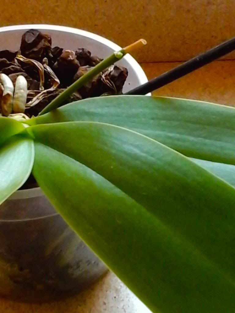 20140202_122735_zpsfb2113cc.jpg